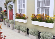 Atriplex Silver Holly van Marathon Plants is een plant met zacht zilveren bladeren en het ziet er niet uit alsof de bladeren zacht zijn, maar dat zijn ze wel! De plant verdraagt koude en warme temperaturen goed en is ook zouttolerant. “En geweldig voor kerstdecoraties en decoraties met andere planten.”